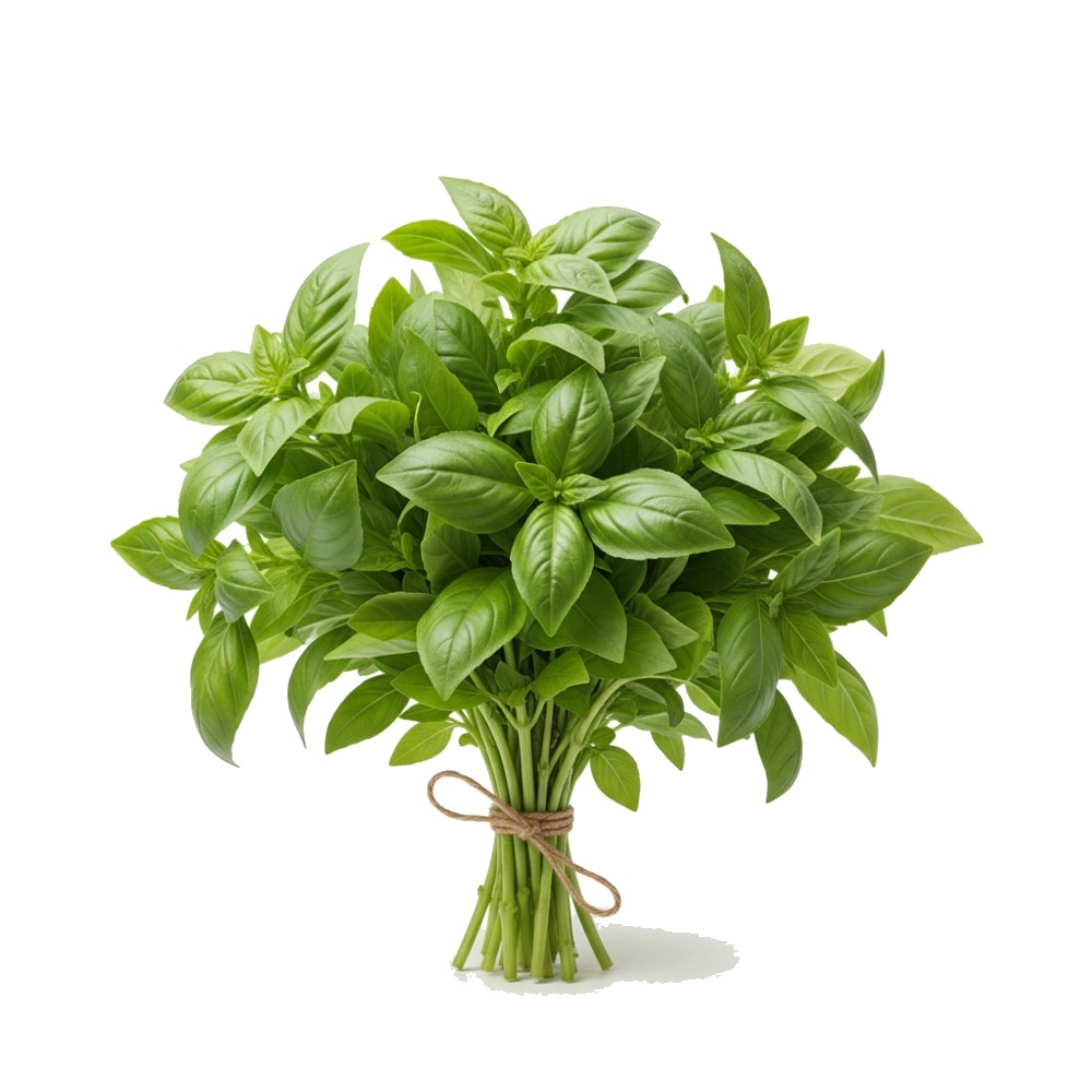 Basil