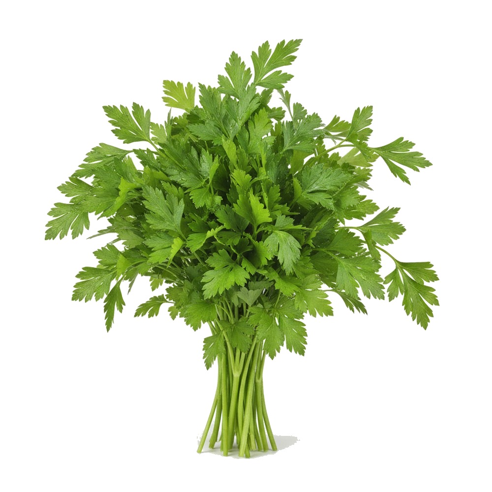 Flat Parsley