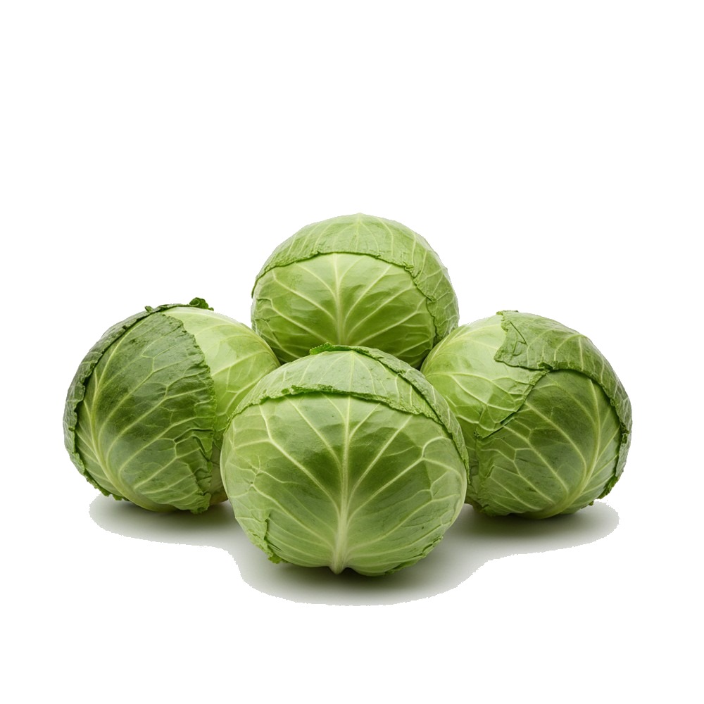 Cabbage