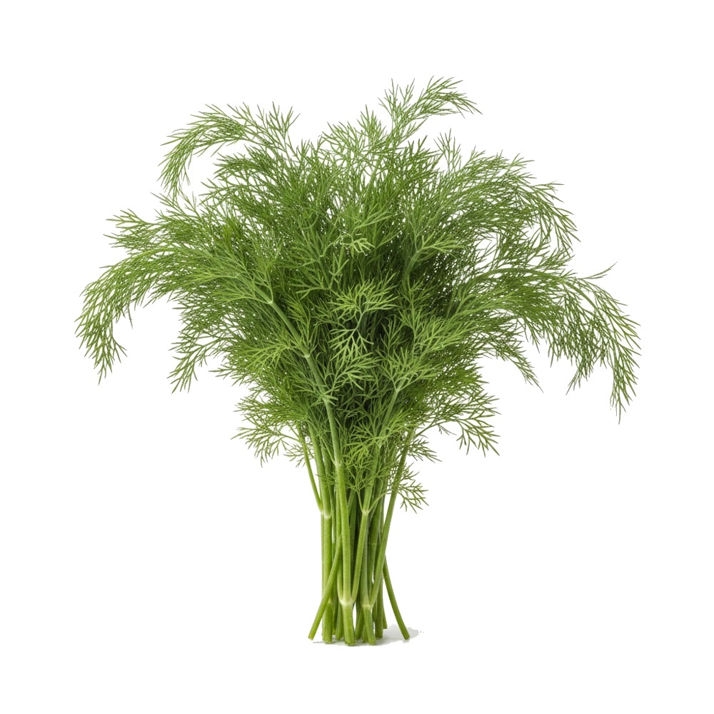 Dill