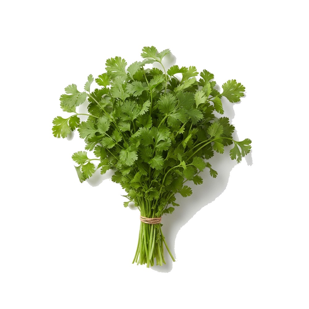 Coriander